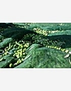 Gölgelik fındık toplama filesi